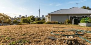 lawn getting brown auckland